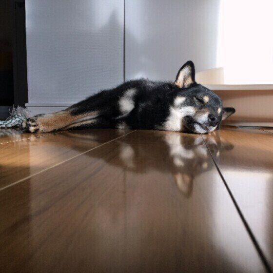 気持ち良さそうに寝る犬(MIX、メス)