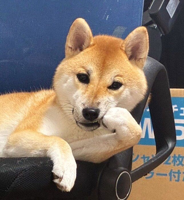 ξǡȤҤĤݡɤ򤹤Ƹ٤ȰΤɤ˸롪露勞ݡ˥