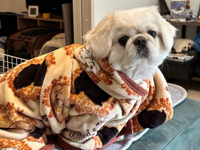 ブランケットに包まれたペコくん