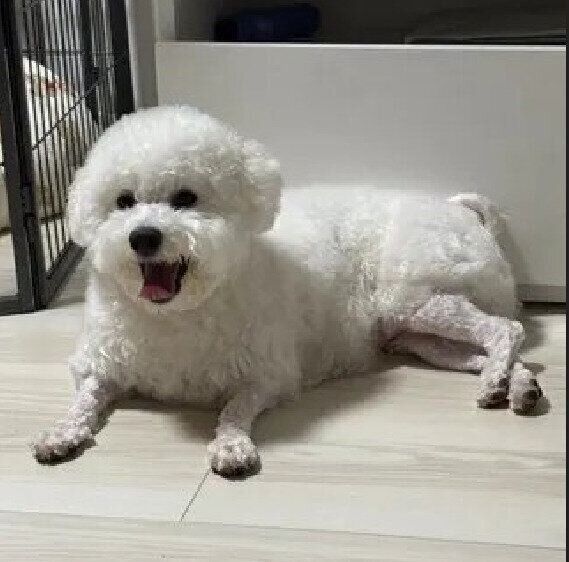 1才4カ月のビションフリーゼ