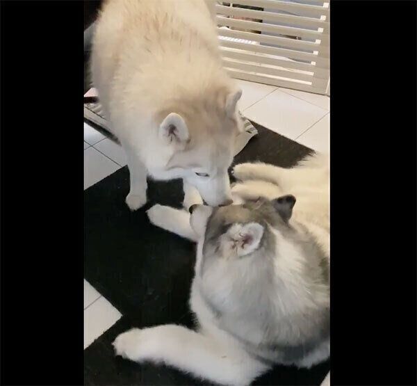 フィスくんの隣にいたいグーちゃん