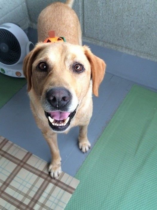 散歩が大好きシニアのラブ