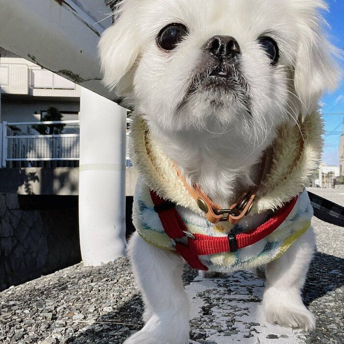 散歩をする雪ちゃん