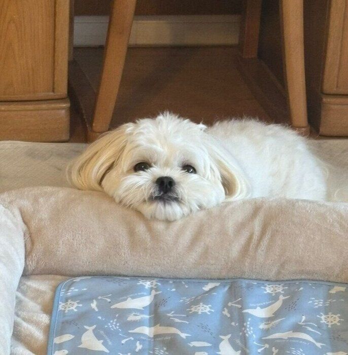 ベッドの縁にあごを乗せる犬