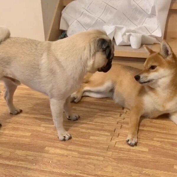 アキちゃんにくっつきたいラルくん