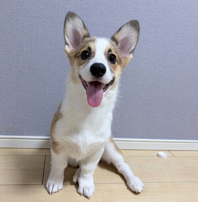 見つめるぽんずちゃん