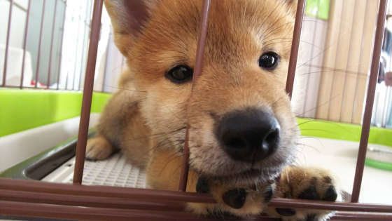 ケージに入る柴犬