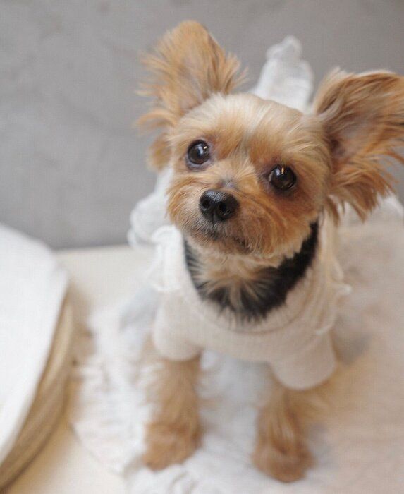 上目遣いをするぴのちゃん