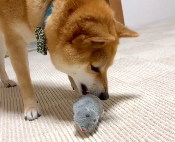 ねずみのおもちゃで遊ぶ福くん