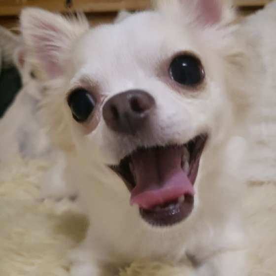 チワワ