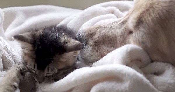 子猫とゴールデン・レトリーバー