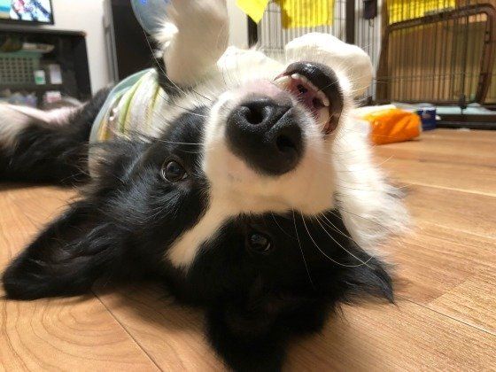 わさびちゃん