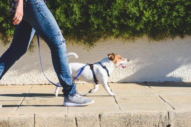 ストリート舗装を歩きながら、ペットとひもで前進する犬の散歩