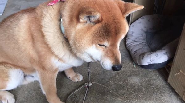 挙動不審になってしまう柴犬