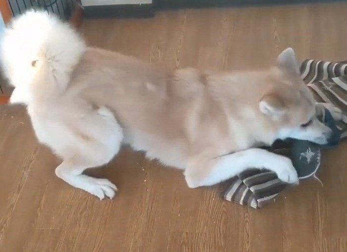 遊ぶ犬