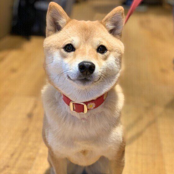 愛犬に輸血が必要となったら…知っておくことは? いぬのきもち