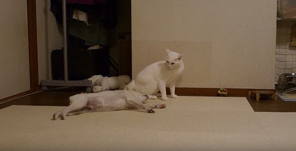 降参する犬