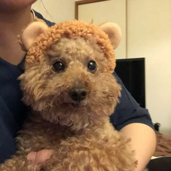 かぶりものをかぶるトイ・プードル