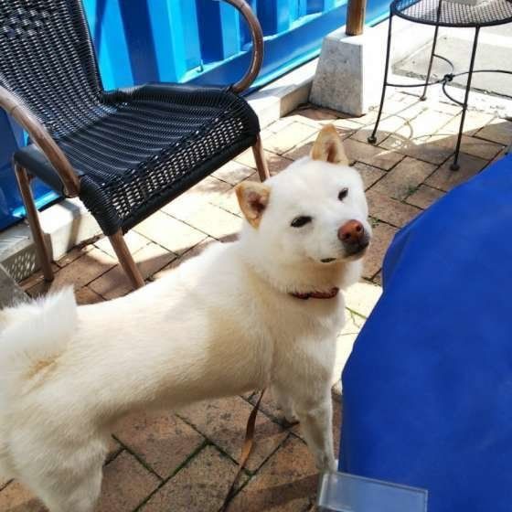上を見上げる柴犬