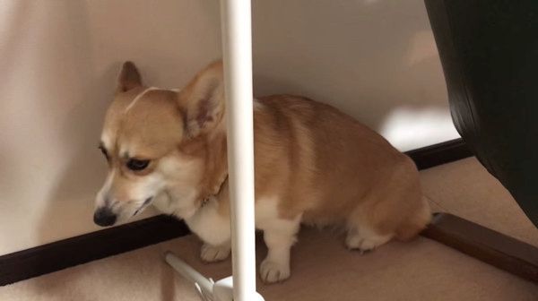 くしゃみ