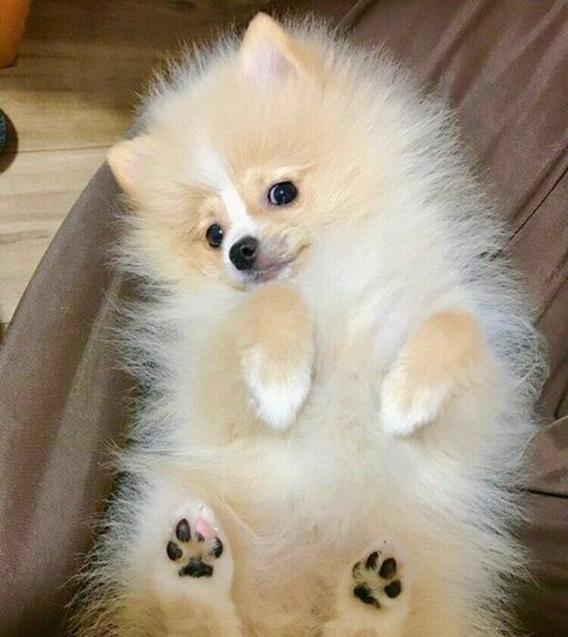 子犬の頃のピカルディくん