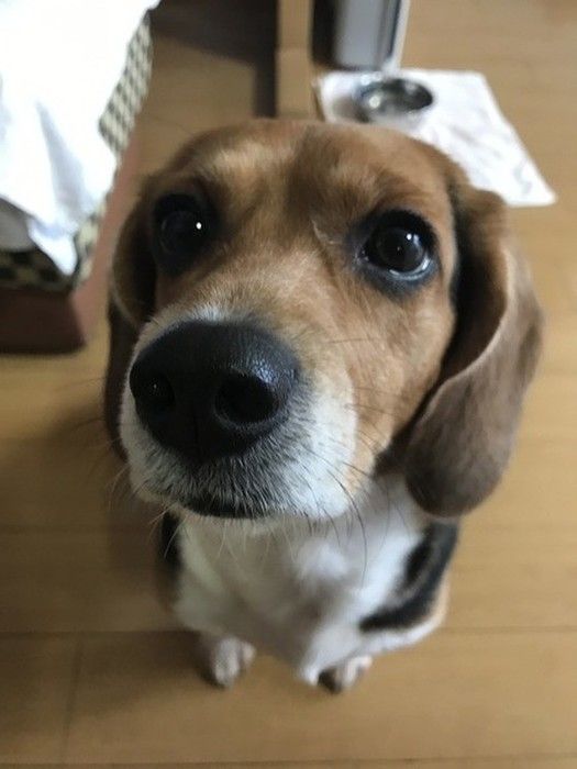 ビーグル