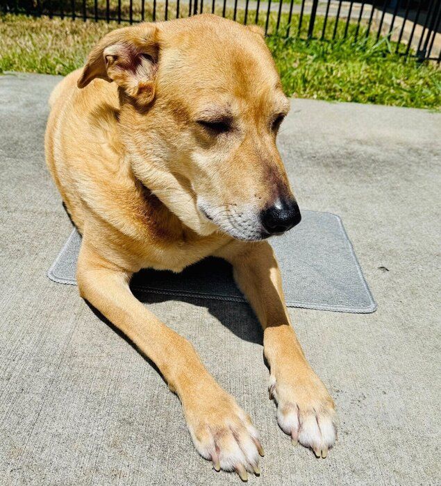 濡れているマットの上に居座るリンちゃん