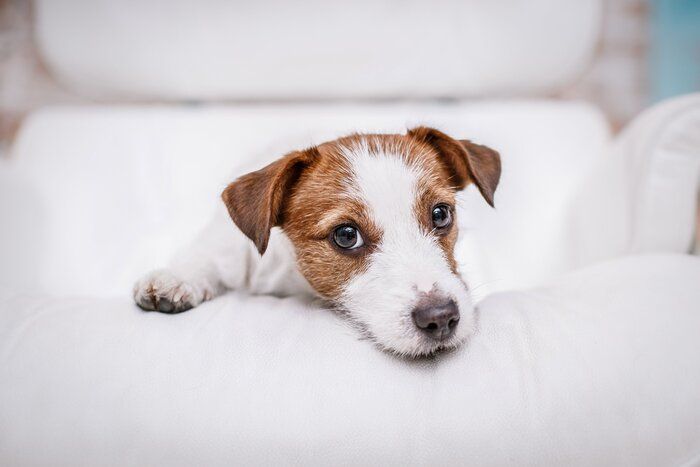 ソファにあごをつける犬