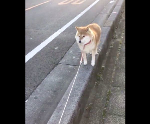 「そっちはイヤ!」と動かないハナちゃん