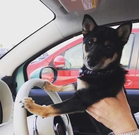 抱っこされる柴犬