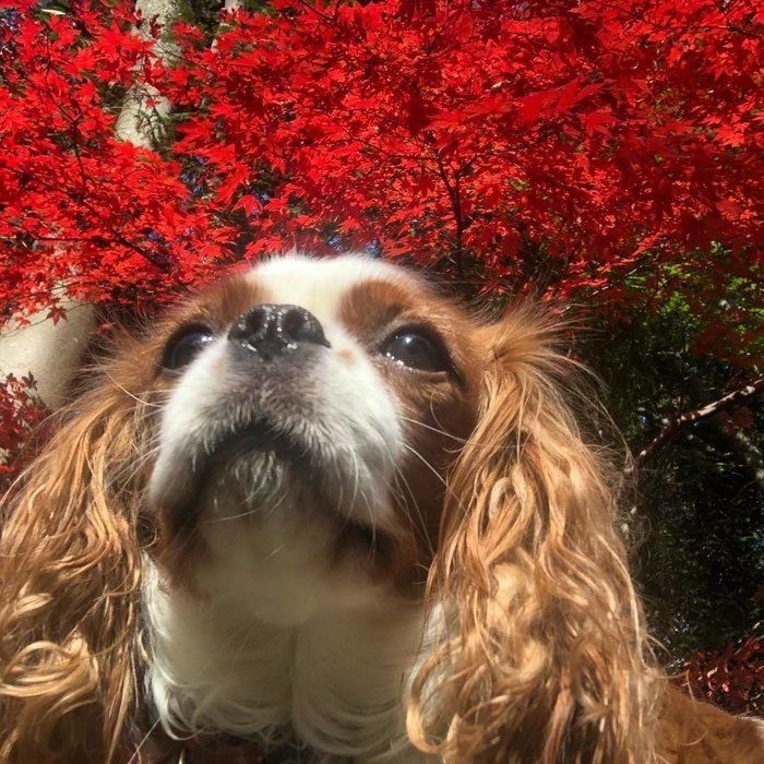 紅葉を見ながら散歩、ダックスフンドのねね