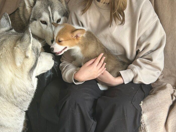 ロアくんに興味津々な先住ハスキーたち