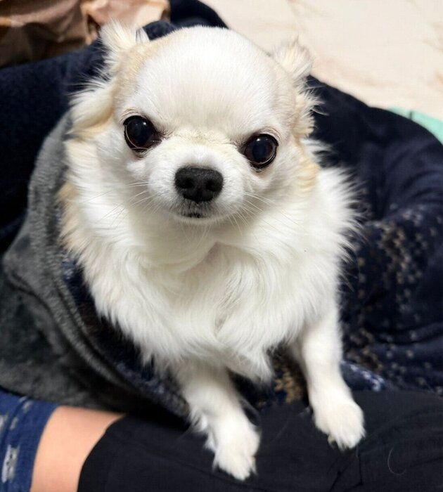 おねだり上手な小羽ちゃん