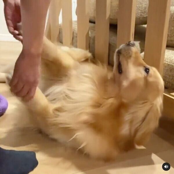 お風呂に入りたくなくて、ふてくされるモッシュくん