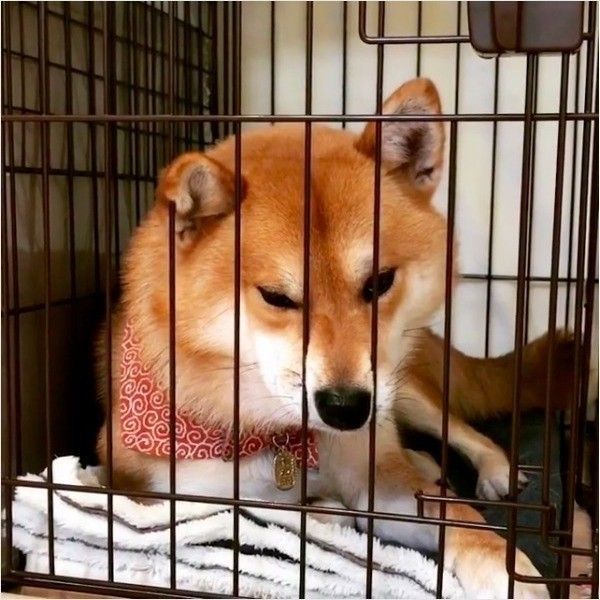 退屈ワンコ