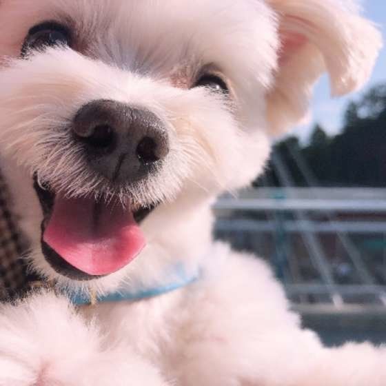 笑顔の犬