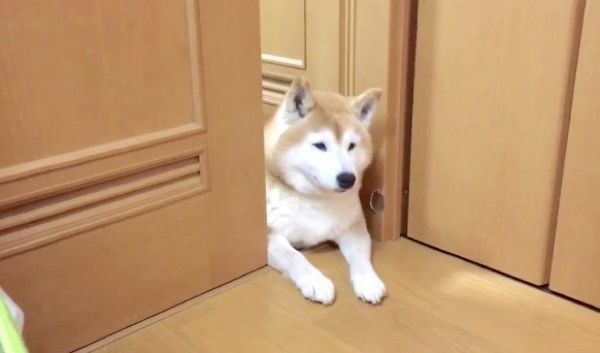 挟まるロペさん