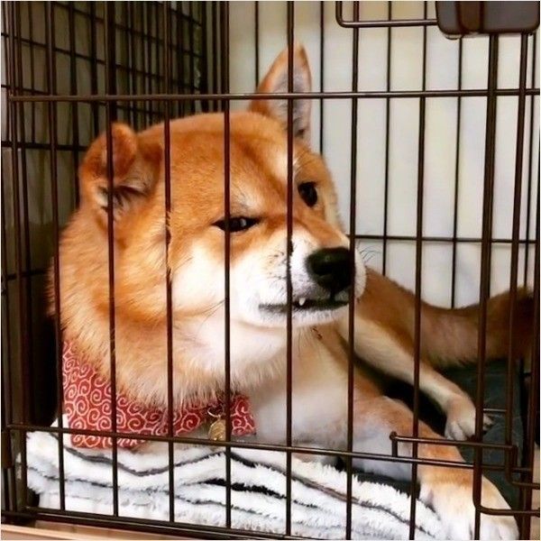退屈ワンコ