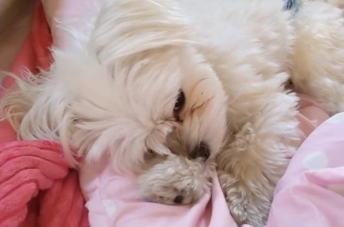 寝転がる犬