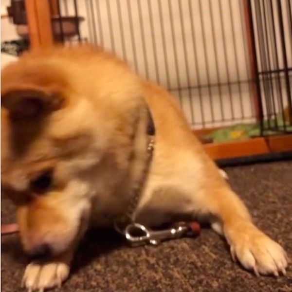 待てるワンコ