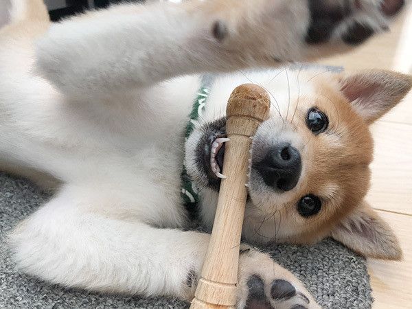 遊ぶ柴犬