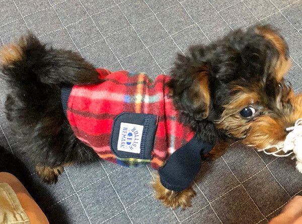 見つめる犬