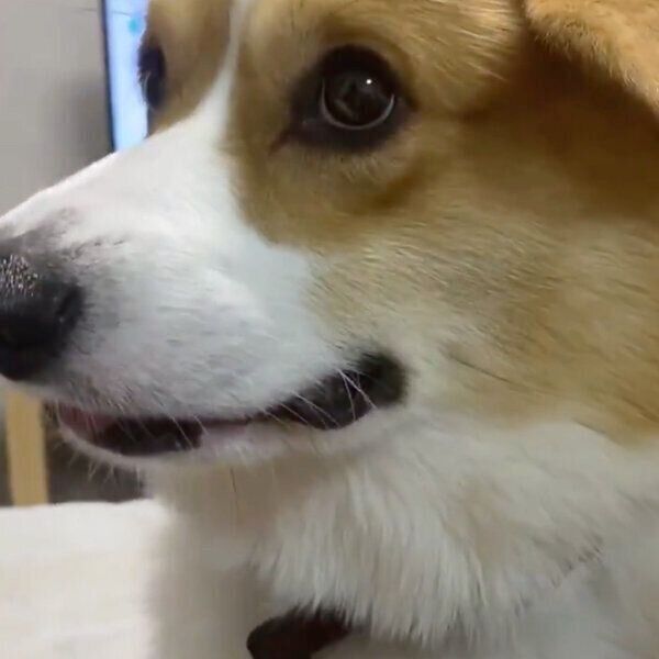 嬉しそうなラッキーくん