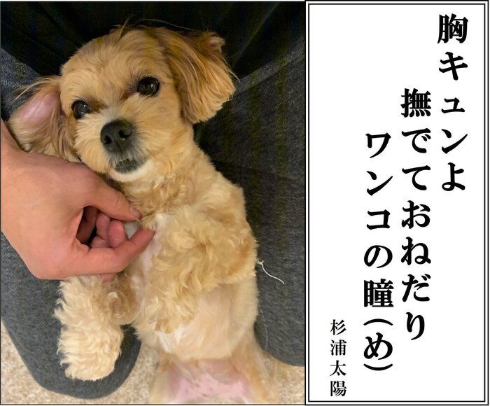 第6回犬猫あるある川柳】に杉浦太陽さん、さらば森田さん、森
