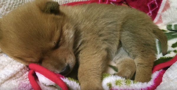 眠る保護犬