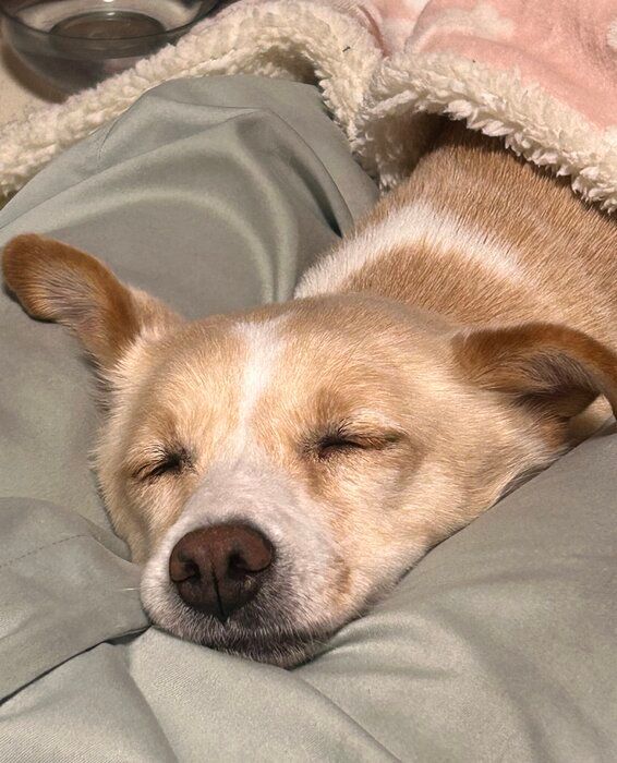 スヤスヤ寝ている犬