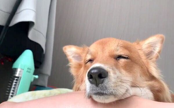 まったりするラテちゃん