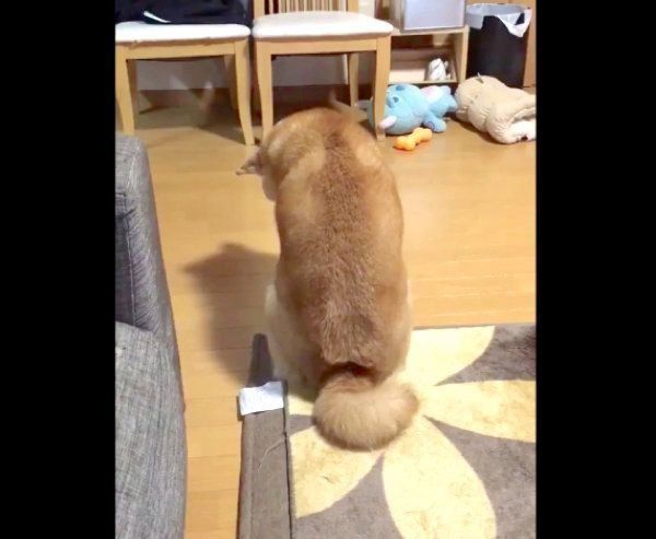 背中で「撫でて」アピールをするロペさん