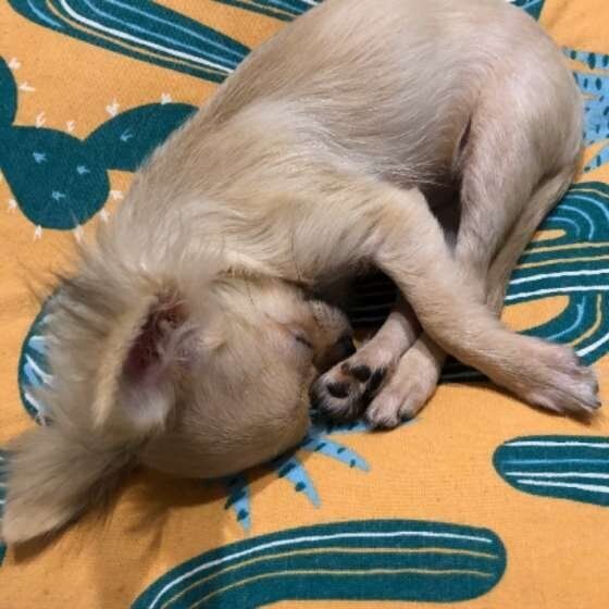 チワワ