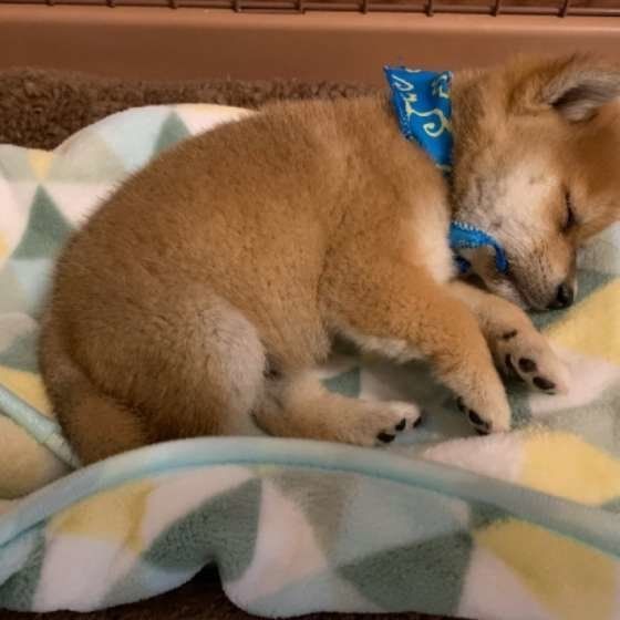 眠る柴犬